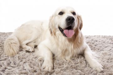 Area Rug Cleaning in Lawrence, NY