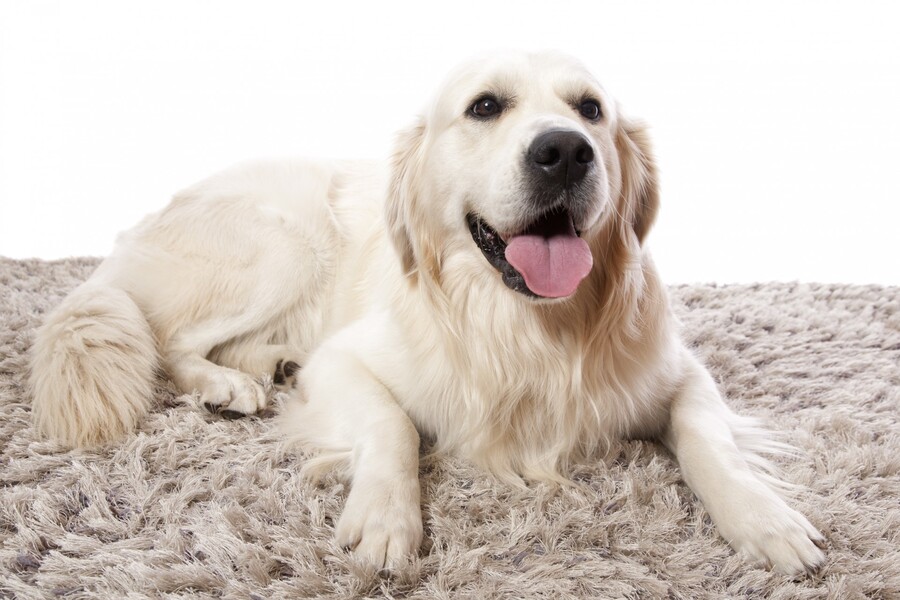 Area Rug Cleaning by Certified Green Team