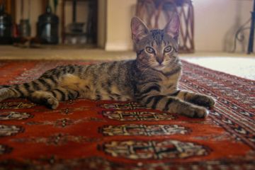 Oriental rug cleaning in Oak Island, NY by Certified Green Team.