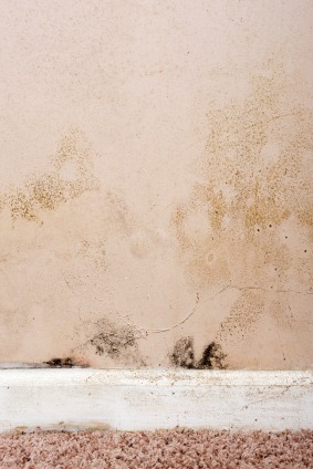 Mold removal in Great Neck Estates, NY by Certified Green Team